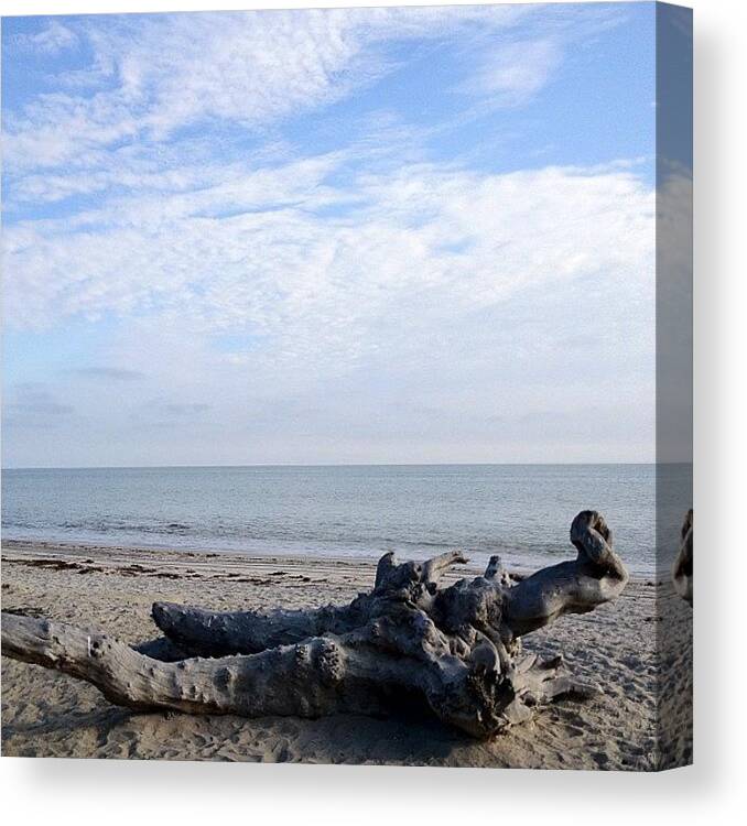 Drift Wood Canvas Print featuring the photograph Natural Furniture by Kyle Krone