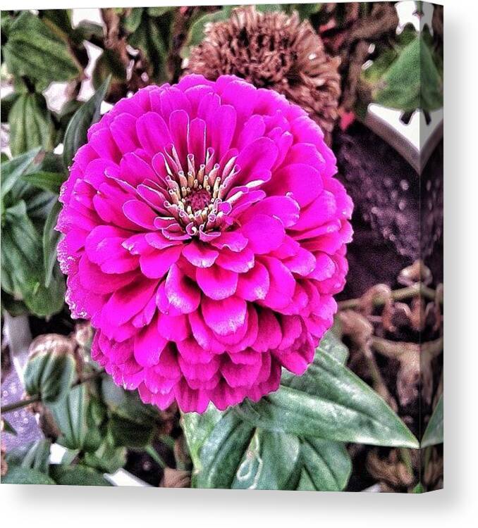 Pink Canvas Print featuring the photograph #nature #flower #pink #pinkflower by Britain Hayhurst