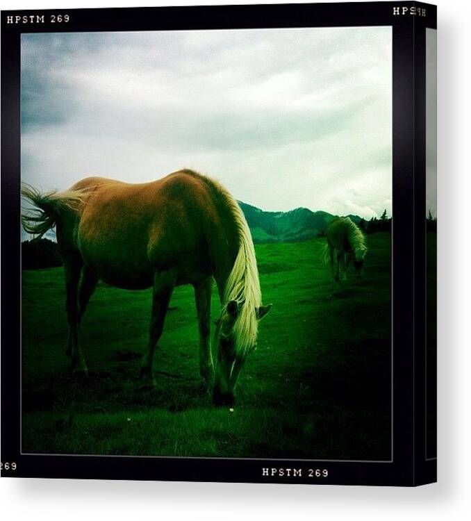 Horses Canvas Print featuring the photograph #nature #horse #horses #alps #bavaria by Charlotte Ashu