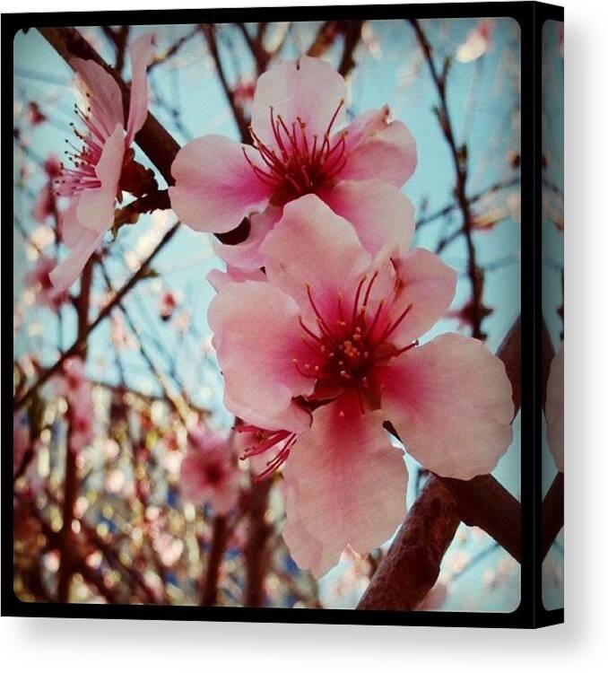 Instagrammer Canvas Print featuring the photograph #nature #iphoneography #jj #purple by Angeline Mae