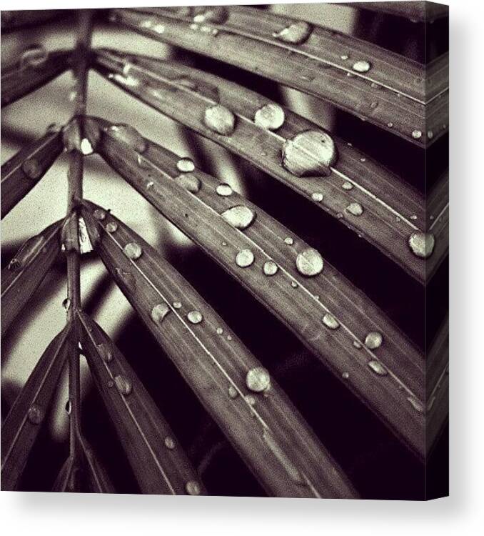 Beautiful Canvas Print featuring the photograph #nature #natural #rain #drops #dew by A Bhadauria