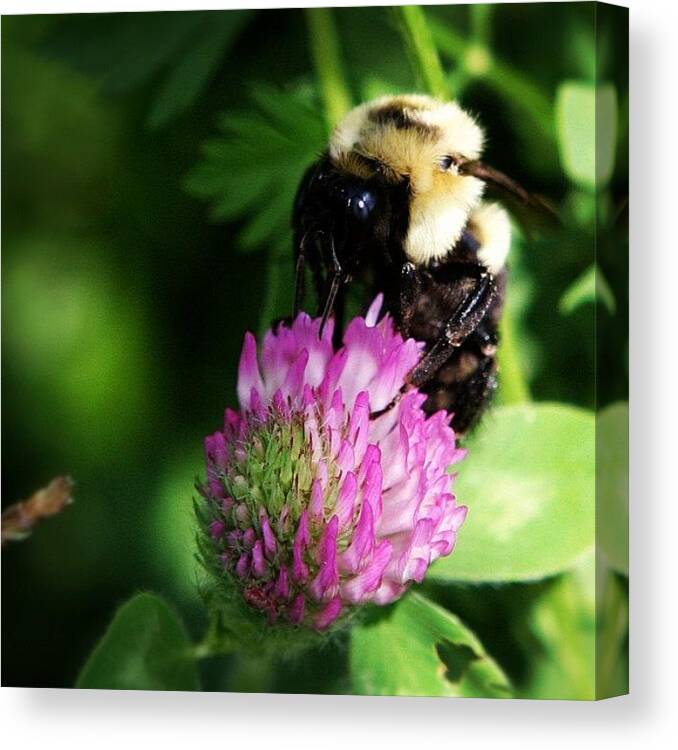 Plants Canvas Print featuring the photograph #nature #nikon #dslr #unedited #bee by Loghan Call