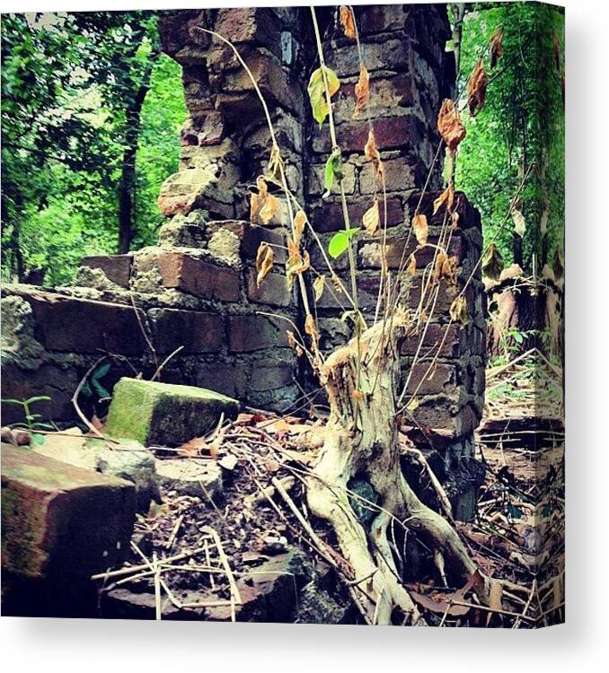 Overgrowth Canvas Print featuring the photograph #nature Takes It Back… | #swamp by Hunter Graham