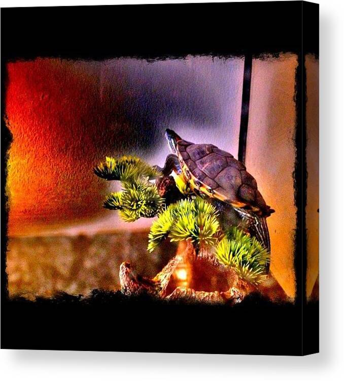 Turtle Canvas Print featuring the photograph #nature#pet#turtle#aquatic#reptile#red by Elena Gomez