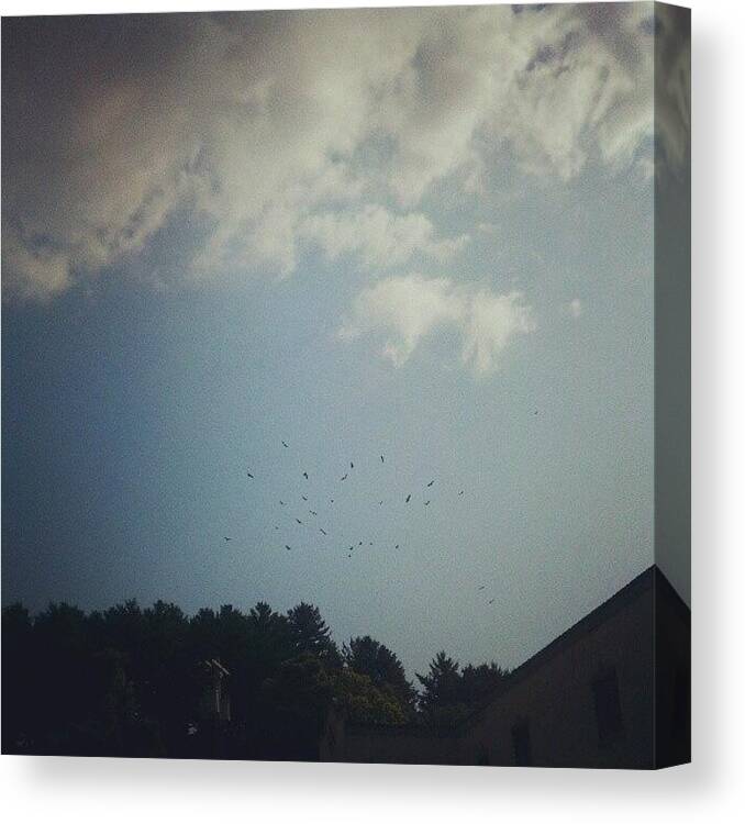  Canvas Print featuring the photograph Never Seen So Many Birds In Sky Like by Sarah Pratt Harvanek