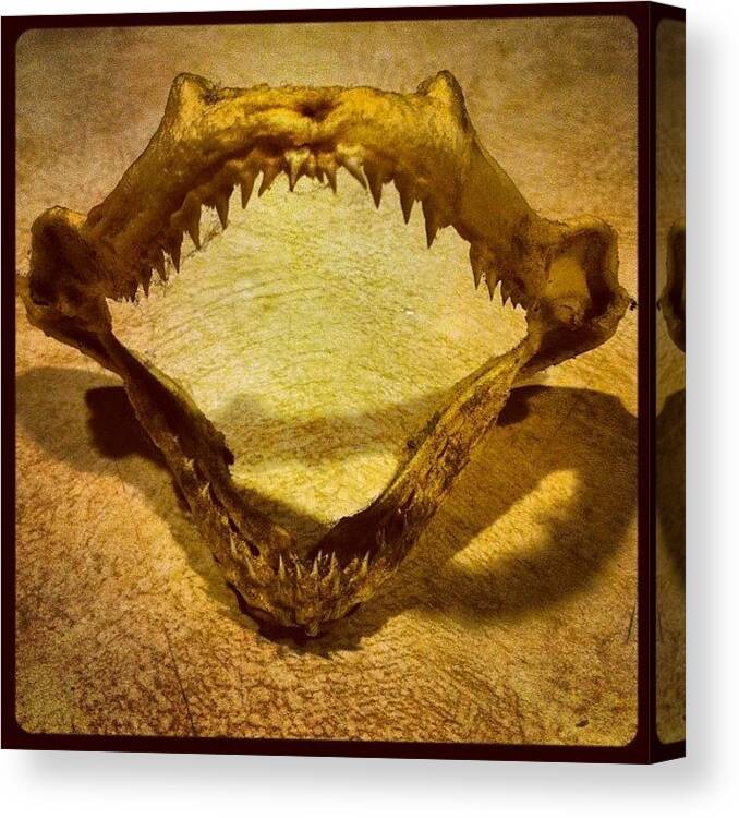 Craigkempfphotography Canvas Print featuring the photograph Nice Teeth. #teeth #shark #picoftheday by Craig Kempf