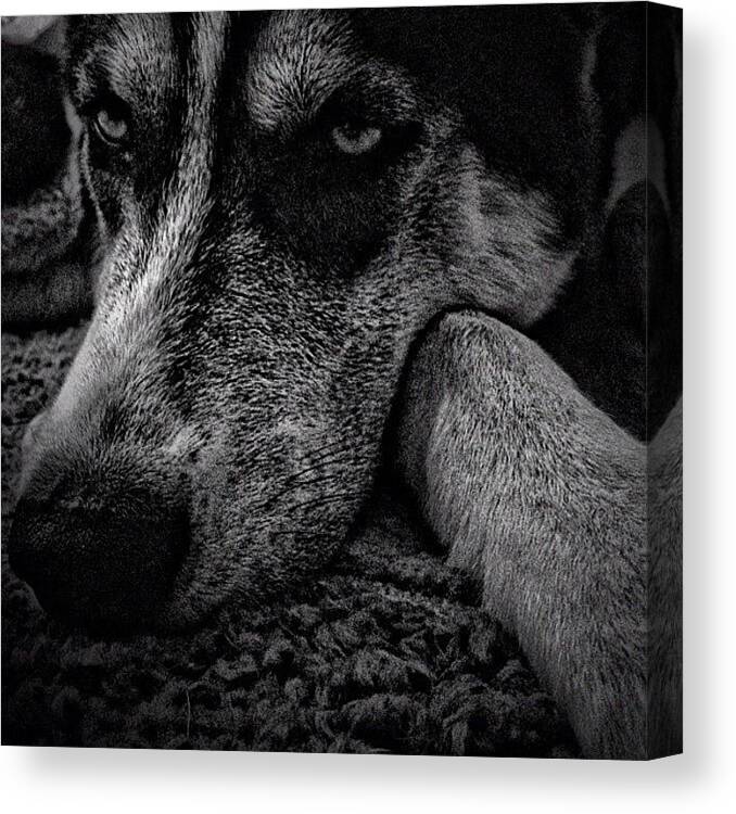 Instagram Canvas Print featuring the photograph Nikita #husky #igdaily #iphone by Daniel Ware