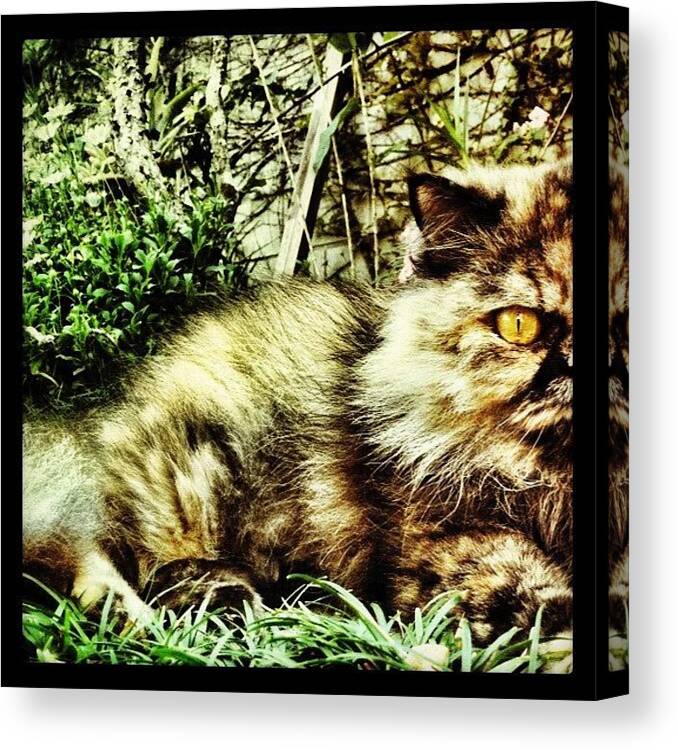 Bicolor Cat Canvas Print featuring the photograph Nina Simone by Dani Pimenta