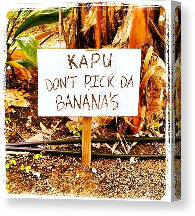  Canvas Print featuring the photograph No Pick Da Bananas by Darice Machel McGuire