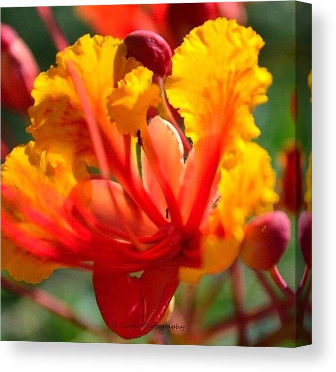 Plant Canvas Print featuring the photograph #nofilter #blooms #flower by Bradley Luna