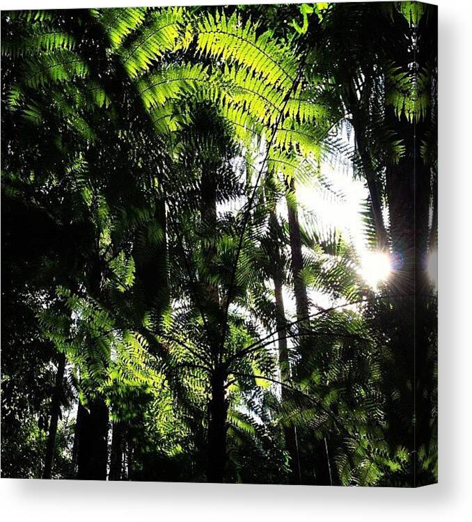 Currumbincreek Canvas Print featuring the photograph #nofilter #mtcougal by Tony Keim