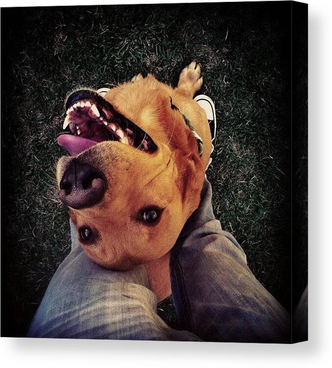 Summer Canvas Print featuring the photograph Oh Hello Kippy, Yeah You're Still My by Loghan Call