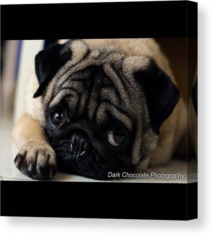 Cute Canvas Print featuring the photograph Oh My Boy by Zachary Voo