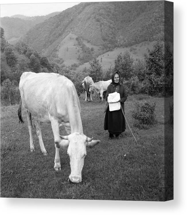 High Mountain Pasture Canvas Print featuring the photograph Old peasant tending cows by Emanuel Tanjala