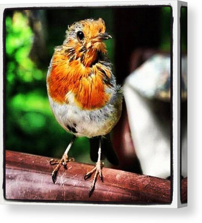 Jj Canvas Print featuring the photograph Old Robin Red Breast #robin #nature by Chris Barber