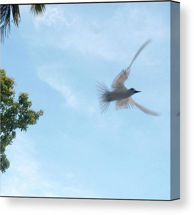 Canvas Canvas Print featuring the photograph On Flight #maldives #sunnyside by Mahid Abdulrahman