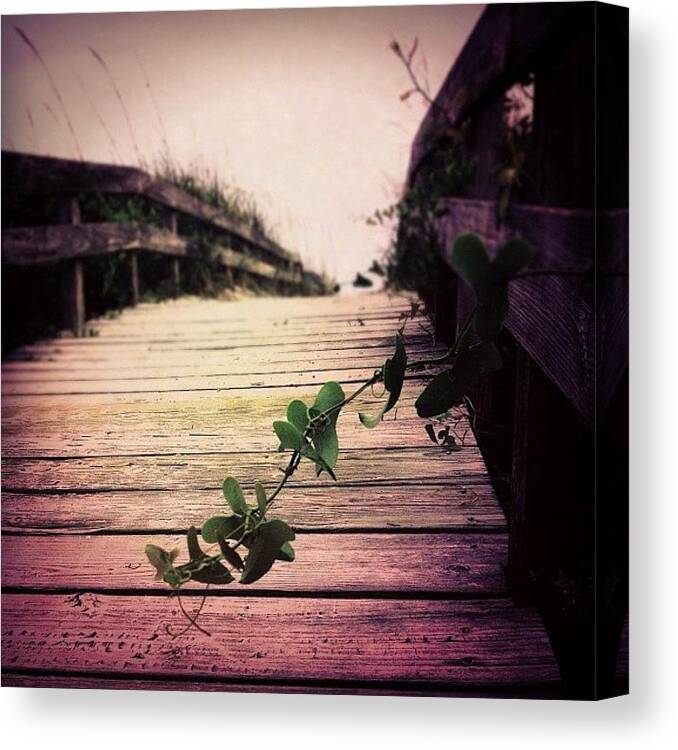 Green Canvas Print featuring the photograph On Giving Up by Amy DiPasquale