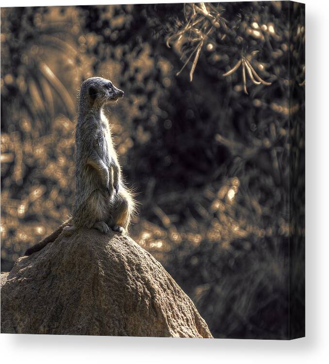 Meerkat Canvas Print featuring the photograph On Guard by Wayne Sherriff