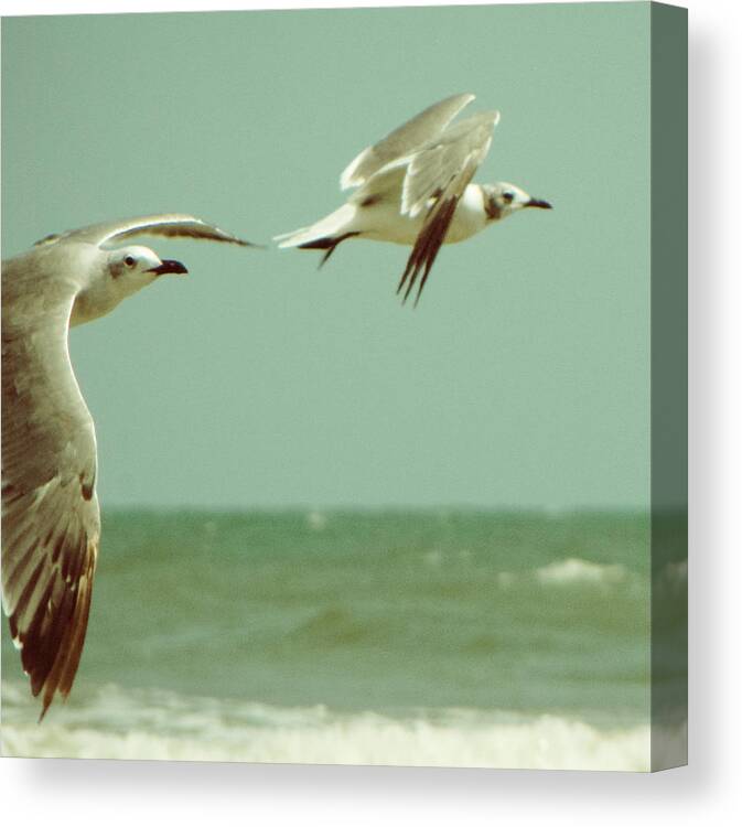 Seagull Canvas Print featuring the photograph On the Wings of a Seagull by Jessica Brawley