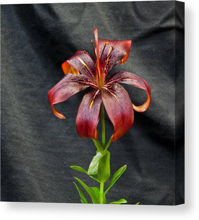 Flower Canvas Print featuring the photograph One Black Lily by Stan Kwong