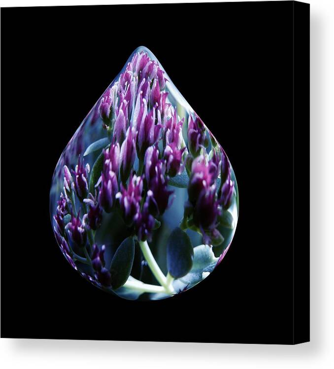Water Canvas Print featuring the photograph One Drop of Water by Barbara St Jean