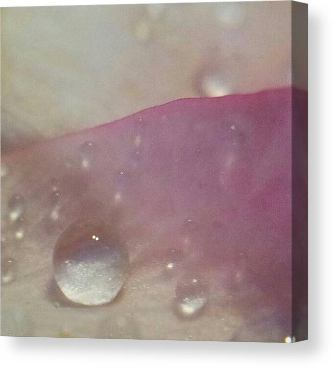 Nofilter Canvas Print featuring the photograph One Drop On A Petal #nofilter #noedit by Julieta Garcia