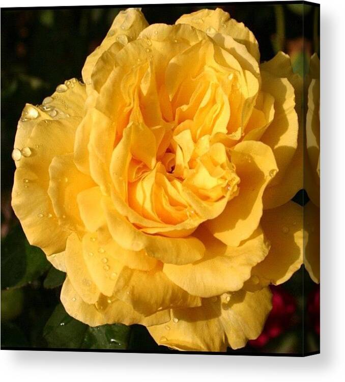 Rosegarden Canvas Print featuring the photograph One More Rose From The Garden...today by Vicki Damato