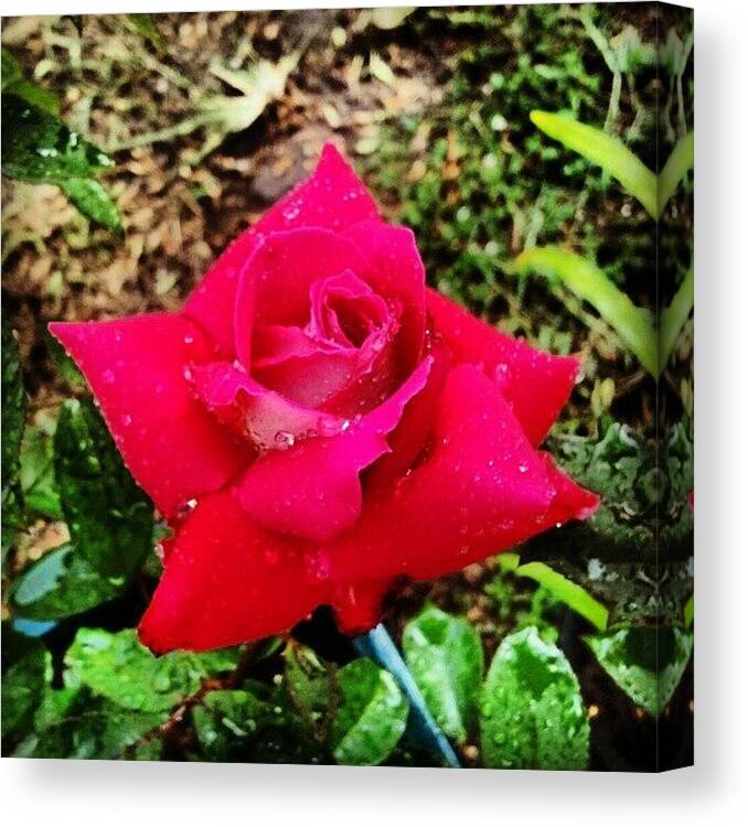 Rose Canvas Print featuring the photograph One Of The Wifey's Early Mother's Day by Fernando Ostos