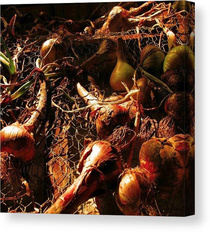 Garden Canvas Print featuring the photograph Onions by Dave R