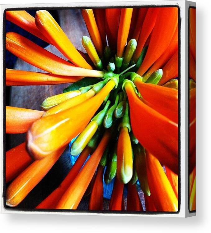 Orange Canvas Print featuring the photograph Orange Trumpets by Katie Alleva
