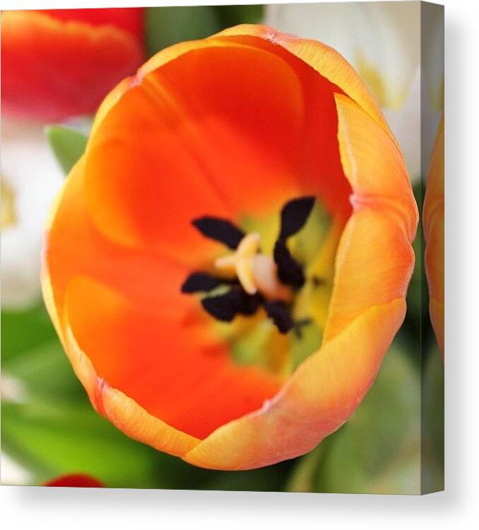  Canvas Print featuring the photograph Orange Tulip by Unique Louise