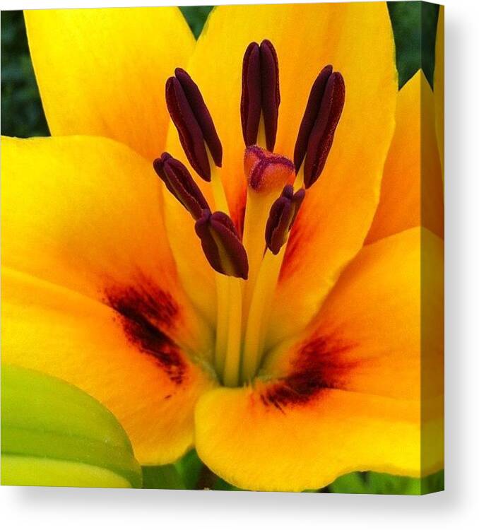 Flowerlover Canvas Print featuring the photograph #orange #yellow #lily #flowerlover by Julia Mironova