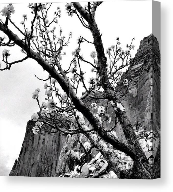 Orchard Canvas Print featuring the photograph #orchard #blossom #tree #capitolreef by Invisible Cirkus