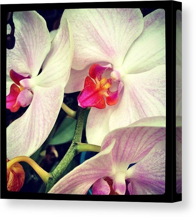 Igaddict Canvas Print featuring the photograph #orchid #flower #beauty #photowall by A Loving