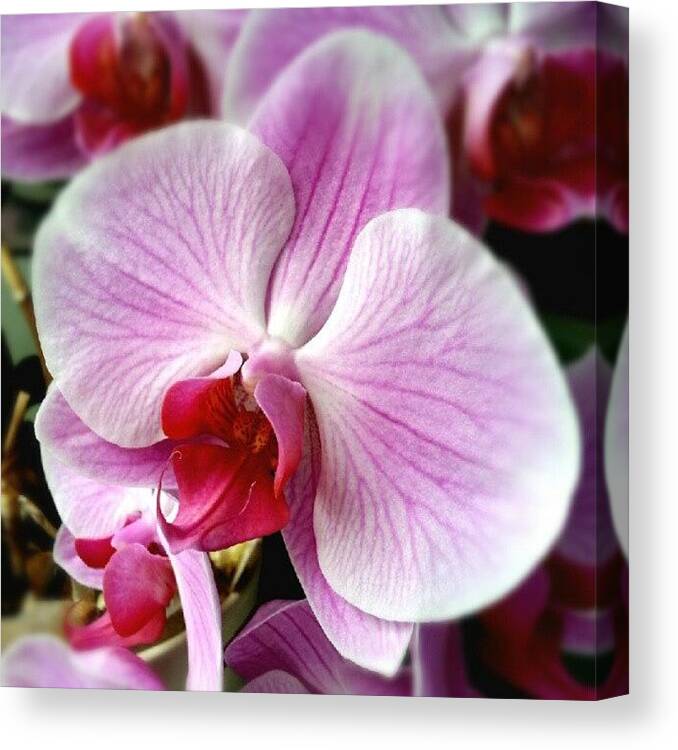 Pink Canvas Print featuring the photograph Orchid #orchids #flowers #instagramhub by Kelly Love