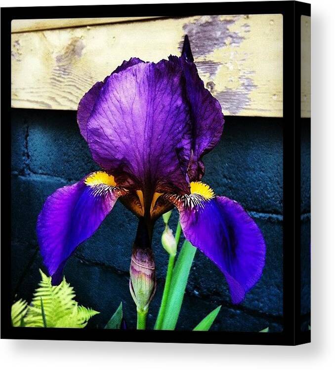 Blue Canvas Print featuring the photograph Orchids At The Metro North Station by Arnab Mukherjee