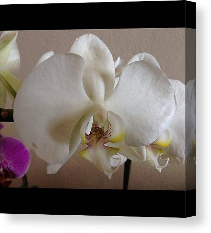 Instaplay_green Canvas Print featuring the photograph #orquídea #orchid #flor #flower by Diogo Rocha