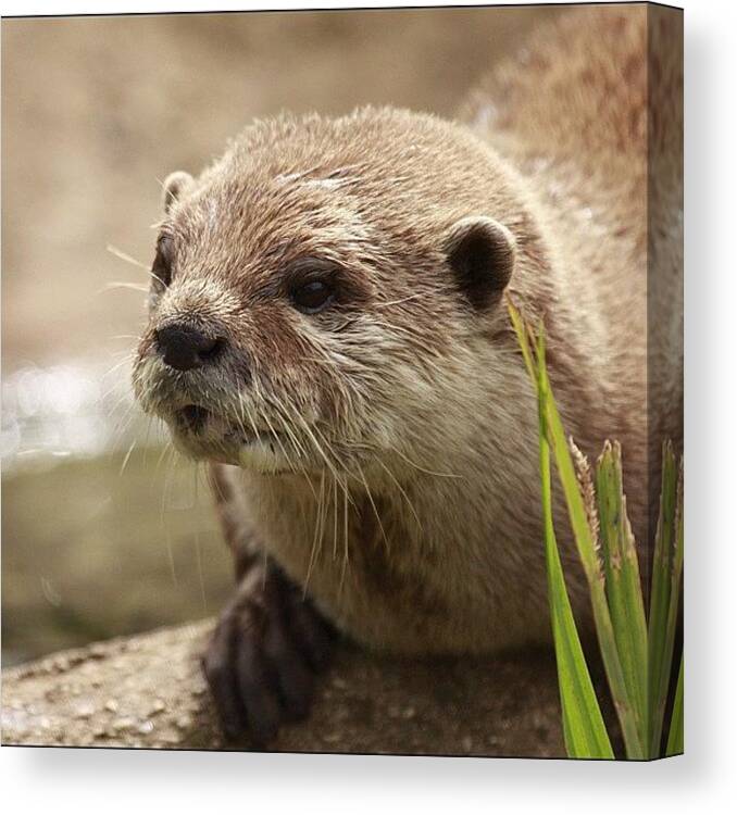 Natgeohub Canvas Print featuring the photograph Otter #otter #animal #animals #wildlife by Bryan Hopkins