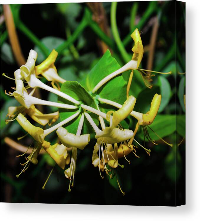 Closeup Canvas Print featuring the photograph Overblown Perfoliate by Michael Goyberg