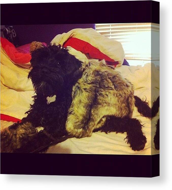 Schnauzer Canvas Print featuring the photograph Ozzie Rocking The Fur Nappy Look This by Laurena Pascoe