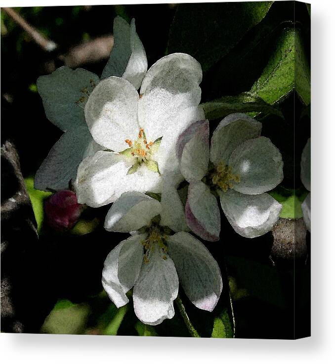 Digital Art Canvas Print featuring the photograph Painted Blossoms by Karen Harrison Brown