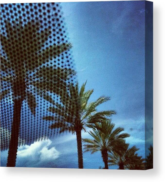 Blue Canvas Print featuring the photograph Palm trees by Lucie Lacava