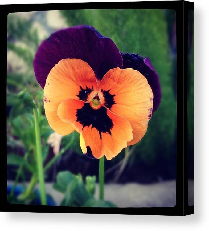  Canvas Print featuring the photograph Pansy 6 by Gracie Noodlestein