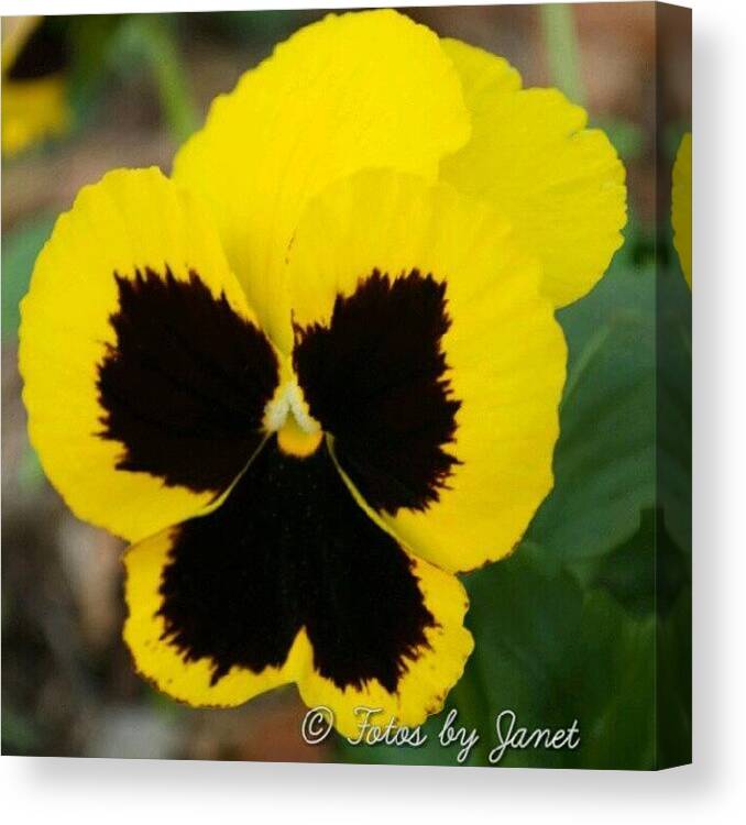 Beautiful Canvas Print featuring the photograph Pansy #flower #blossom #nature #plant by Janet Ortiz