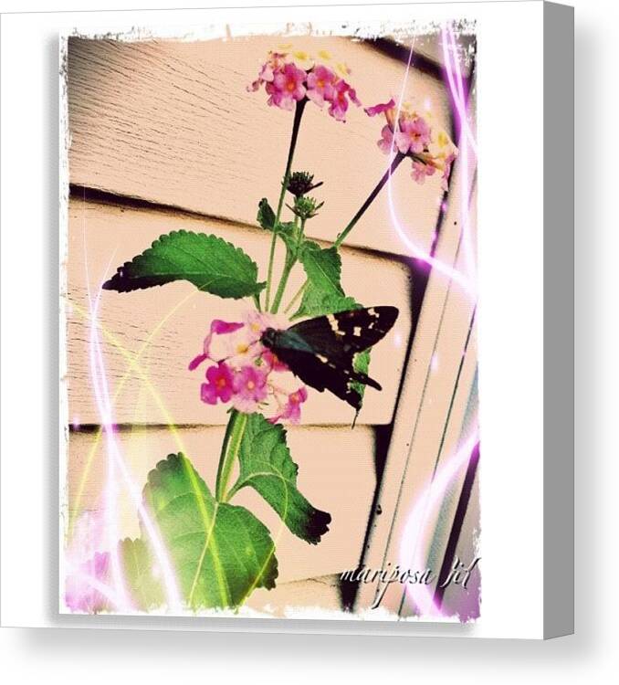 Butterfly Canvas Print featuring the photograph Papillon by Mari Posa