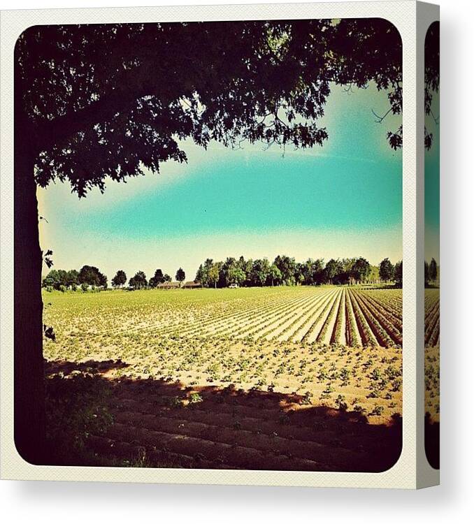 Beautiful Canvas Print featuring the photograph Patatoo Field by Wilbert Claessens