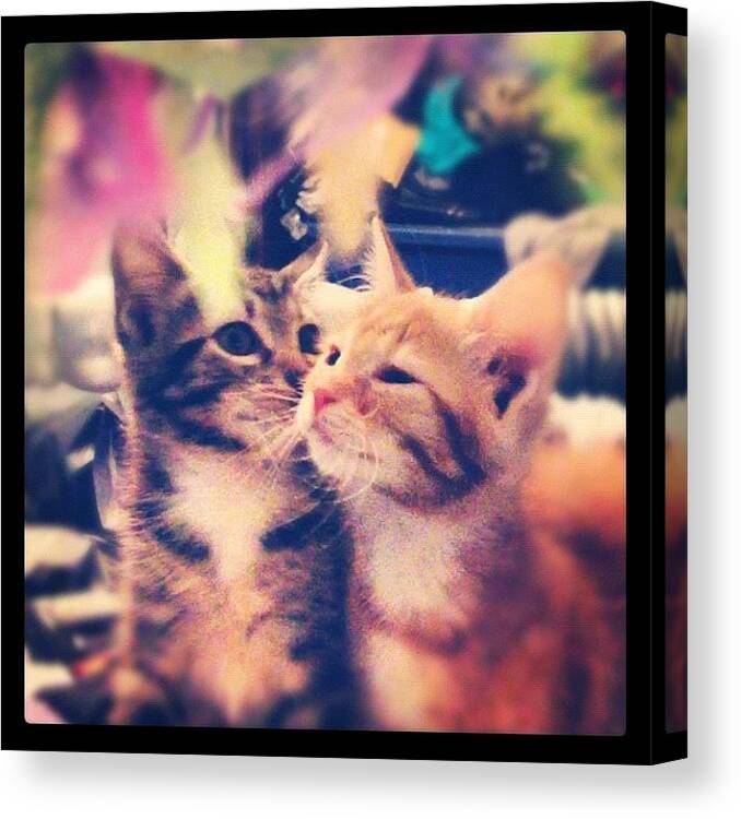 Kittensofinstagram Canvas Print featuring the photograph #peach And #kelso Are So Sweet It's by Latham Sarah