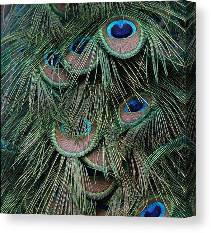 Peacock Canvas Print featuring the photograph #peacock #feather #peacockfeather by Morgan M