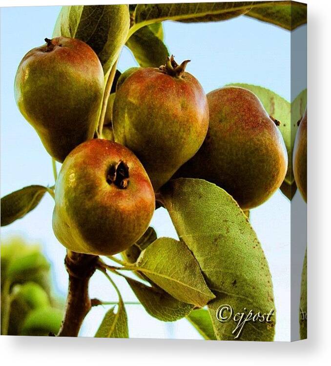 40likes Canvas Print featuring the photograph #pears On My Tree by Cynthia Post