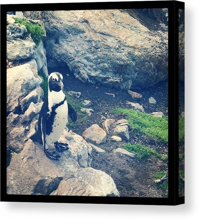 Beautiful Canvas Print featuring the photograph Penguin! Lovely @@ by Zachary Voo